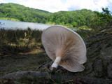 Clitopilus prunulus image
