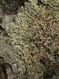 Xanthoparmelia subramigera image