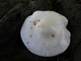 Clitopilus prunulus image