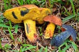 Boletus subluridus image