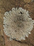 Myelochroa obsessa image