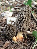 Morchella americana image