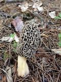 Morchella americana image