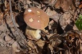 Tylopilus felleus image