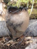 Urnula craterium image