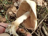 Hebeloma velutipes image