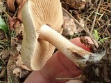 Hebeloma velutipes image