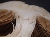 Hebeloma velutipes image