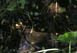 Mitrula elegans image