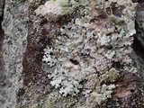 Hypotrachyna osseoalba image
