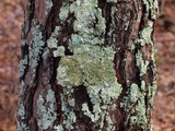 Canoparmelia caroliniana image