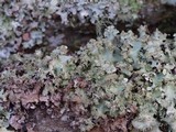 Parmotrema crinitum image