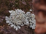 Myelochroa aurulenta image