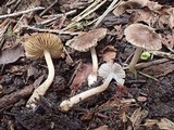 Inocybe fuscidula image