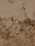 Inocybe fuscidula image