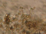 Inocybe fuscidula image