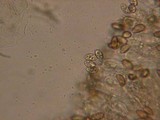 Inocybe fuscidula image