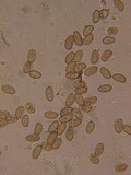 Inocybe fuscidula image