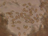 Inocybe fuscidula image