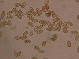 Inocybe fuscidula image