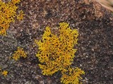 Xanthoria weberi image