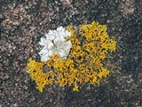 Xanthoria weberi image