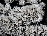 Hydnopolyporus fimbriatus image