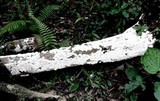 Hydnopolyporus fimbriatus image