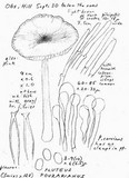 Pluteus pouzarianus image