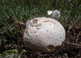 Calvatia booniana image