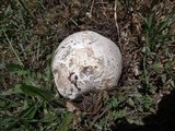 Calvatia booniana image