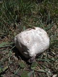Calvatia booniana image