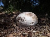 Calvatia booniana image