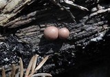 Lycogala epidendrum image
