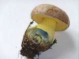 Boletus radicans image