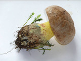 Boletus radicans image