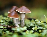 Psilocybe subaeruginosa image