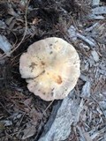 Russula crustosa image