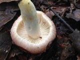 Russula crustosa image