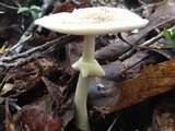 Amanita solaniolens image