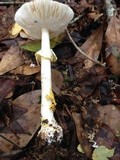 Amanita solaniolens image