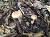 Amanita amerifulva image