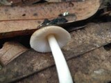 Amanita amerifulva image