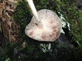 Lentinula boryana image