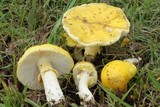 Amanita flavella image