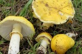 Amanita flavella image