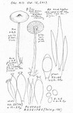 Pluteus roseipes image