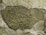 Enterographa elaborata image