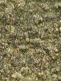 Enterographa elaborata image