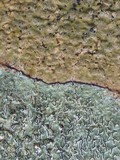 Enterographa elaborata image